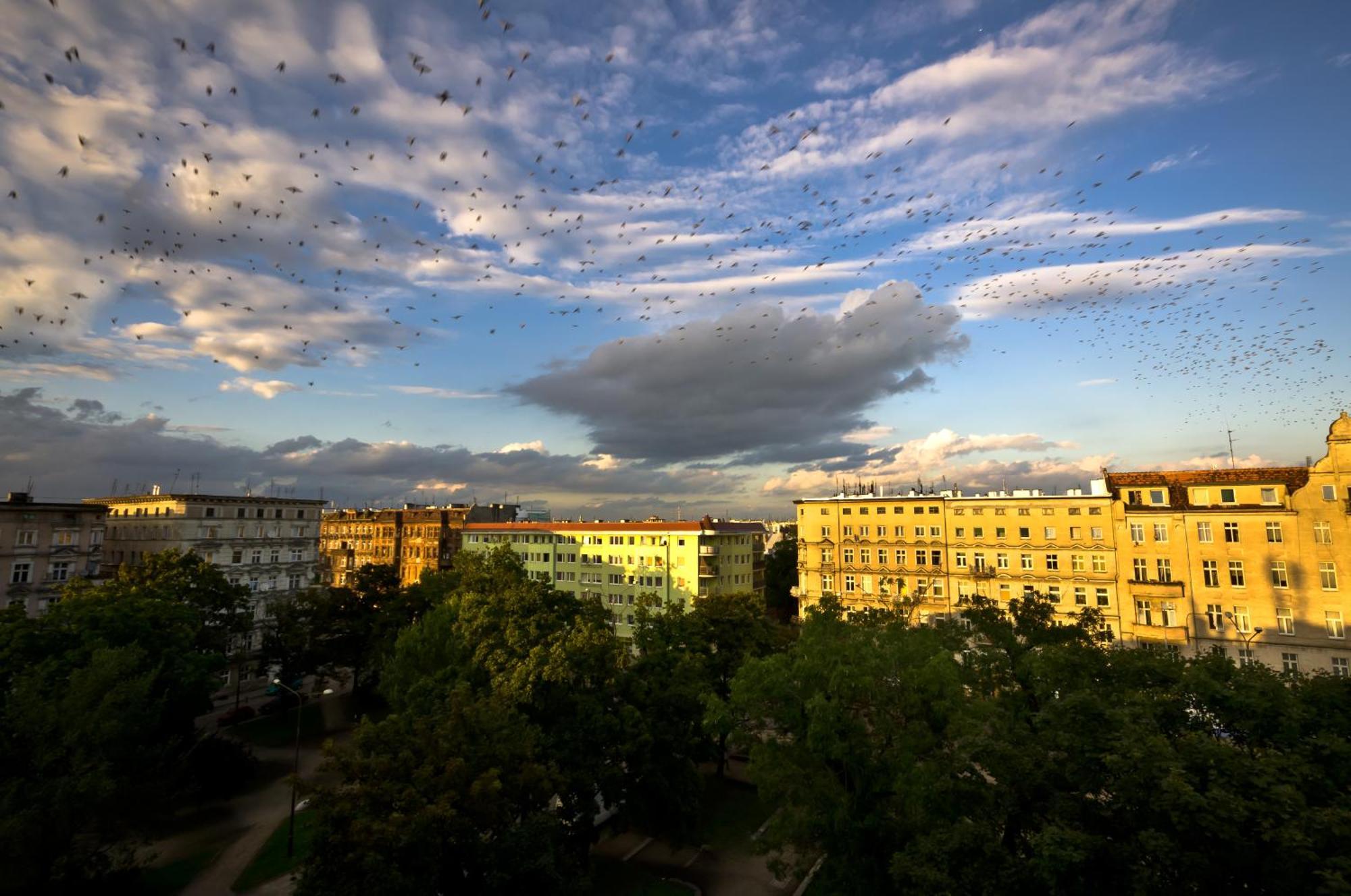 Cilantro Bed & Breakfast Wrocław Kültér fotó